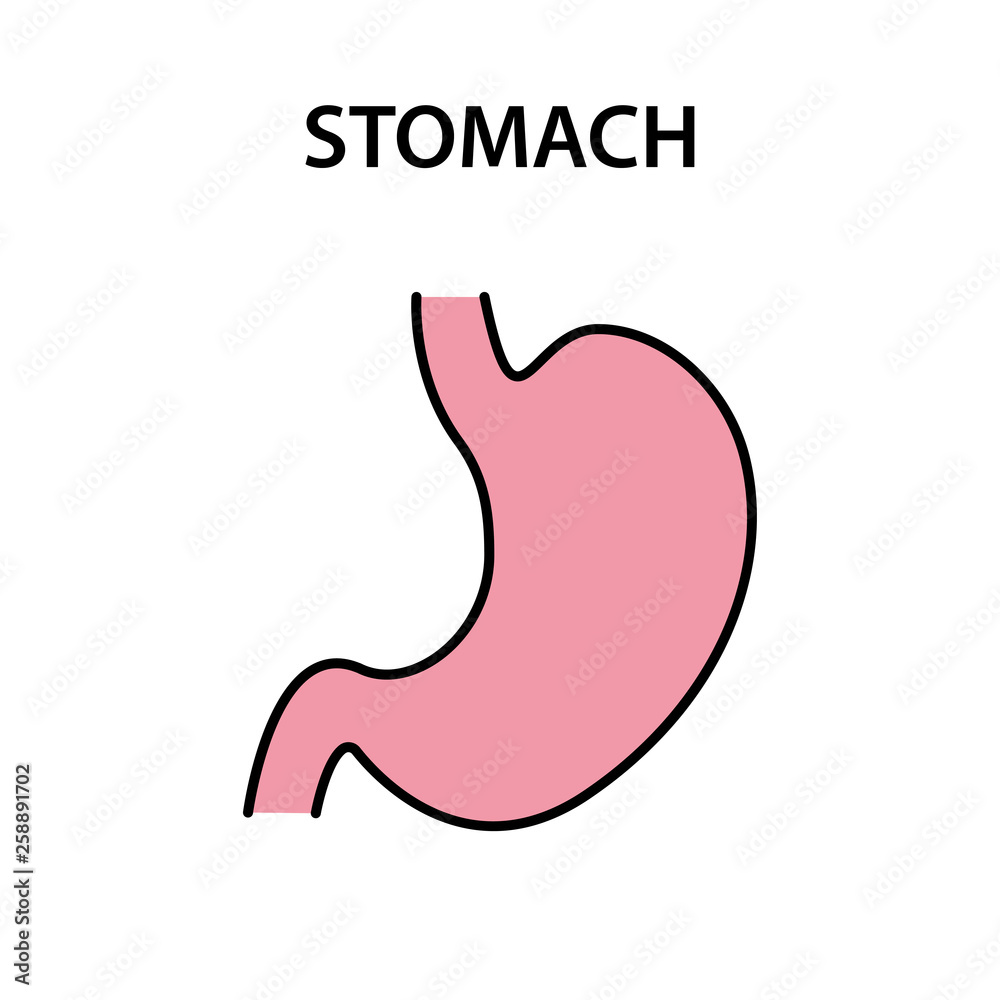 Obraz premium Human internal organ stomach. Healthy strong organs. Vector illustration.