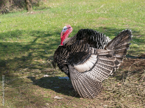 Impressive male farm turkey, free range, struts his stuff to impress the females nearby. Profile. Spring agricultural poultry breeding.