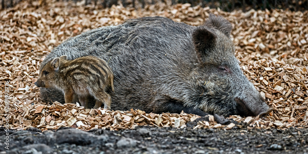 Wild sow and her piglet on the splinters. Latin name - Sus scrofa Wild sow and her piglet on the splinters. Latin name - Sus scrofa