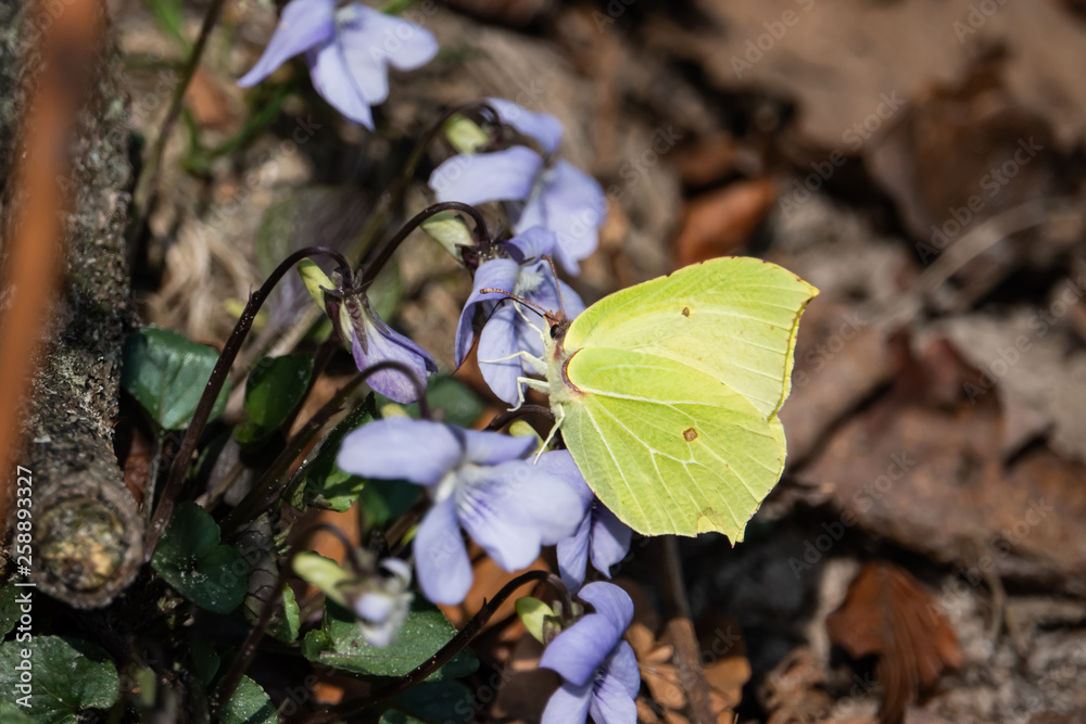Common Brimstone Butterfly on Violet Flower in Springt