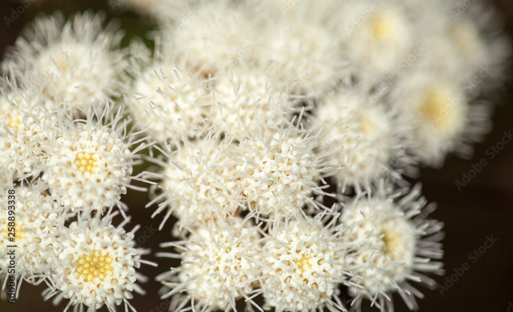 Flora of Gran Canaria - Ageratina adenophora Flora of Gran Canaria - Ageratina adenophora