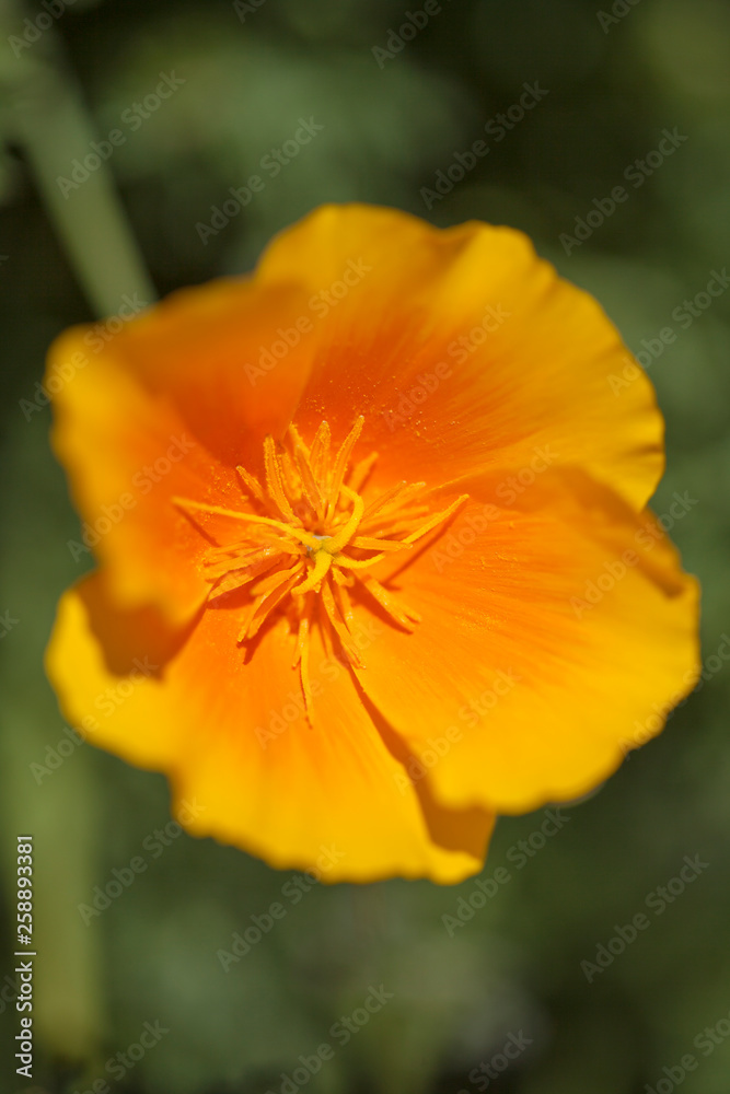 Flora of Gran Canaria - Eschscholzia californica Flora of Gran Canaria - Eschscholzia californica