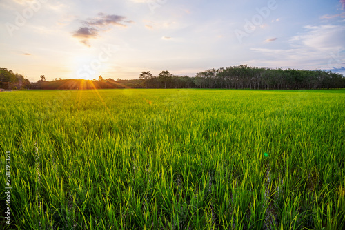 Rice field with sunrise or sunset and sunbeam flare