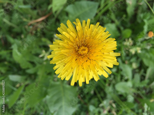 yellow dandelion in the grass