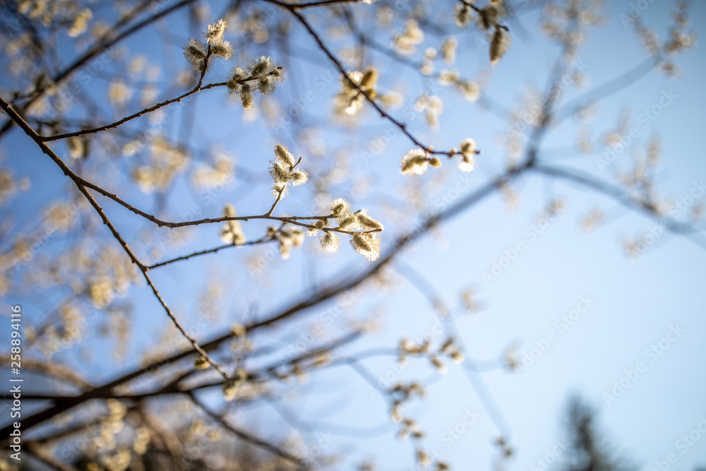 gelbe Weidenkätzchen vor blauem Himmel gelbe Weidenkätzchen vor blauem Himmel