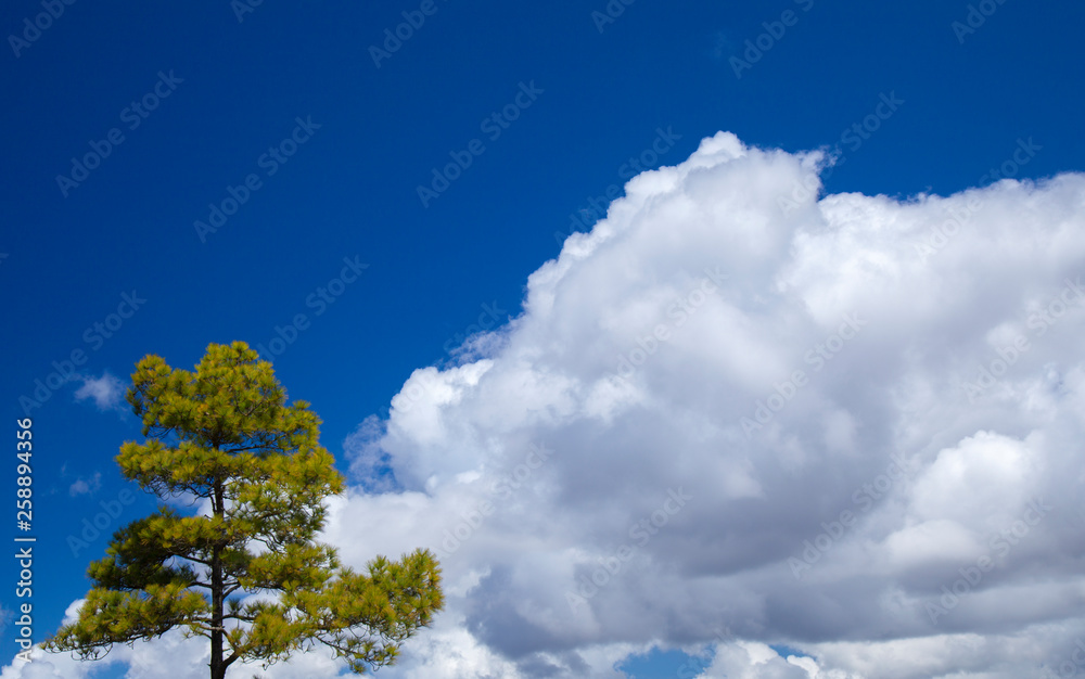 Obraz premium Gran Canaria, March