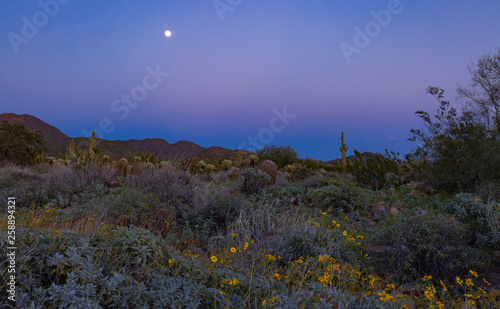 The full moon rising above the Sonoran desert in Arizona turns the sky beautiful soft pastels and paints the desert cactus, mountains and wildflowers in colors that seem to glow, adding to its beauty
