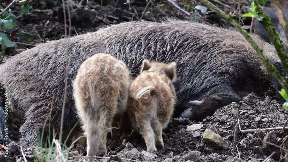 Wild boar female with drinking piglets in the forest, spring (sus scrofa), germany Wild boar female with drinking piglets in the forest, spring (sus scrofa), germany