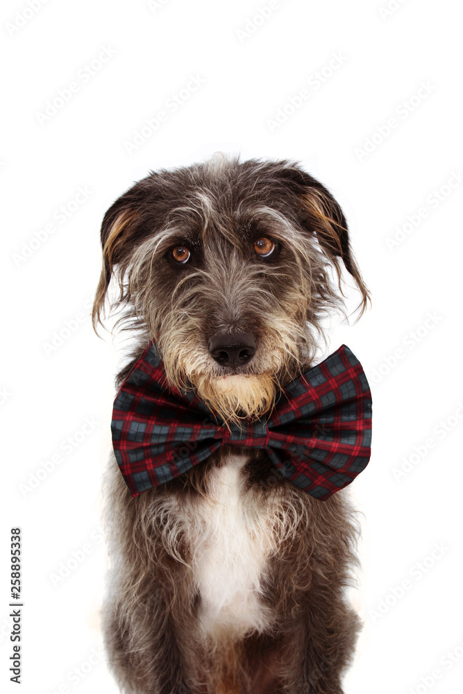 DOG CELEBRATING A BIRTHDAY OR ANNIVERSARY WEARING VINTAGE CHECKERED BOWTIE WITH CUTE EYES. ISOLATED ON WHITE BACKGROUND.