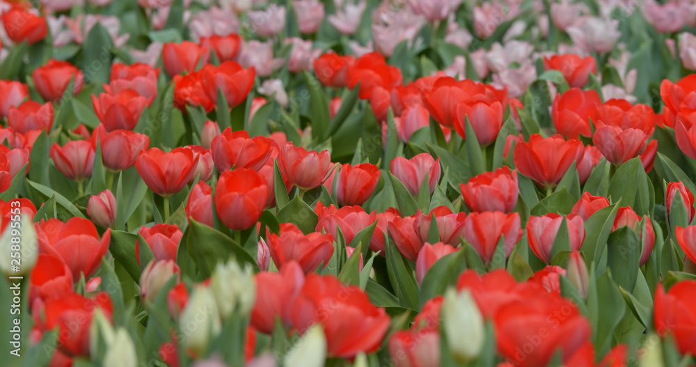 Fototapeta premium Tulip flower garden