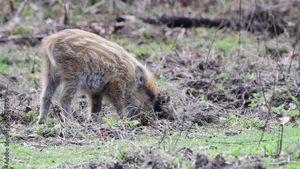 Wild boar piglets search feed on the forest floor, spring (sus scrofa), germany