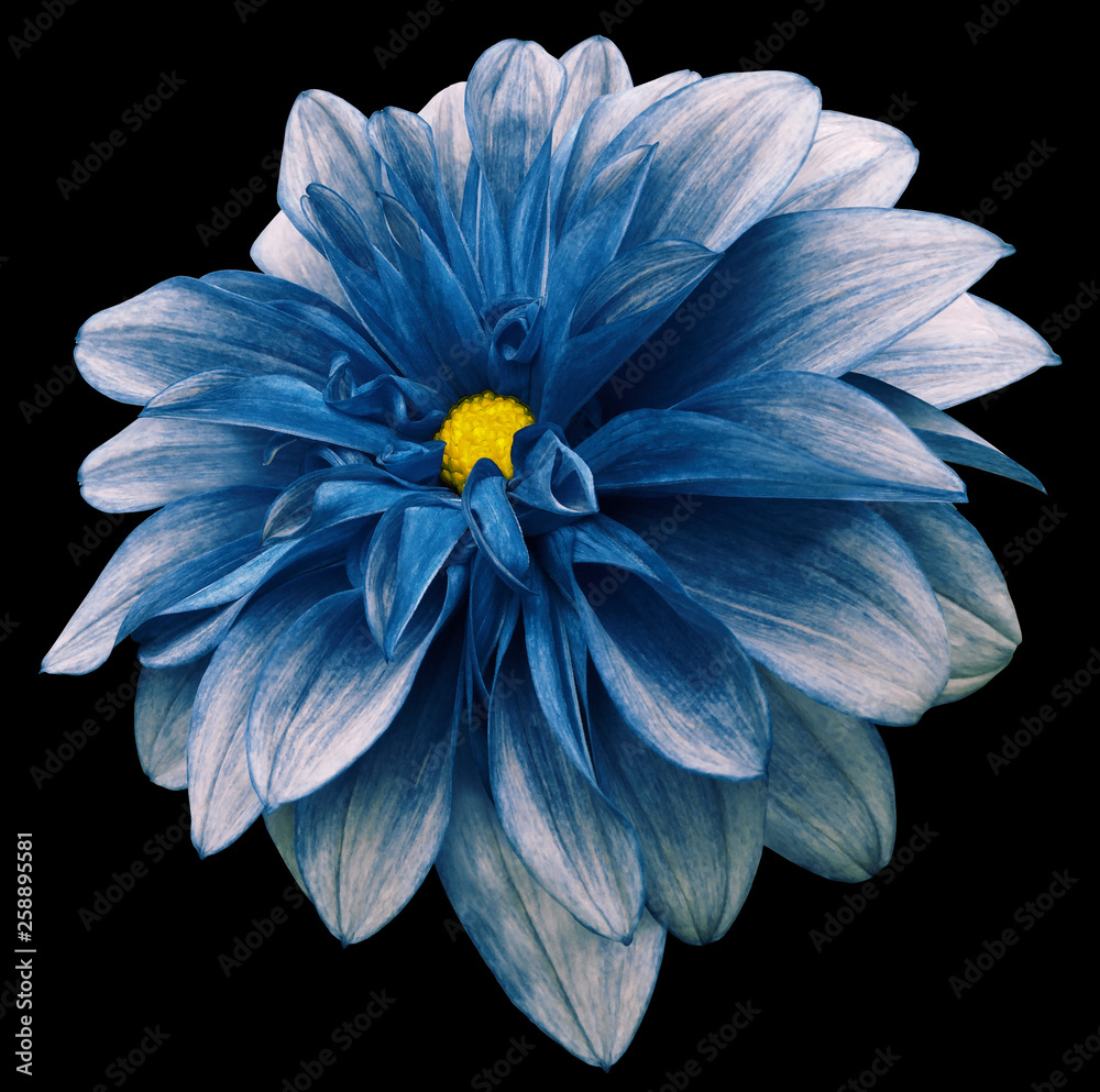 flower isolated blue dahlia on the black  background with clipping path.  For design.  Closeup.  Nature.