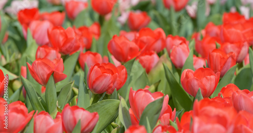 Tulips flowers spring bloom in the garden