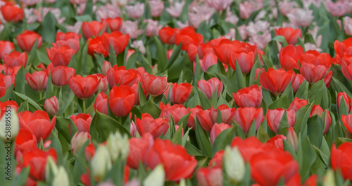 Tulip flower garden