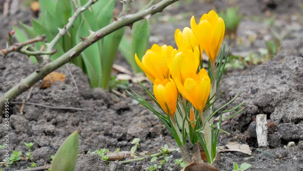 closeup bunch of spring flowers yellow crocus blooming shivering on wind grow from the ground in park. closeup 4k video footage closeup bunch of spring flowers yellow crocus blooming shivering on wind grow from the ground in park. closeup 4k video footage