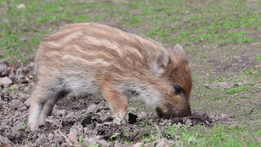 Wild boar piglets search feed on the forest floor, spring (sus scrofa), germany Wild boar piglets search feed on the forest floor, spring (sus scrofa), germany