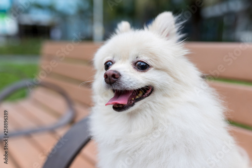 Pomeranian dog sit wooden bench
