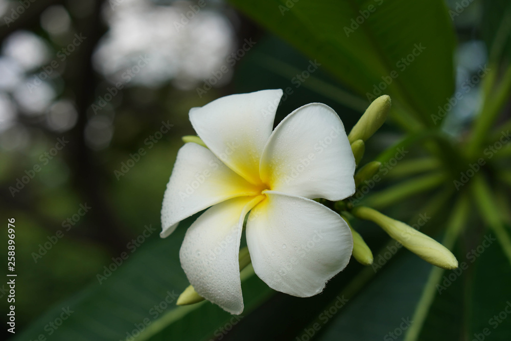 white plumeria on nature background white plumeria on nature background