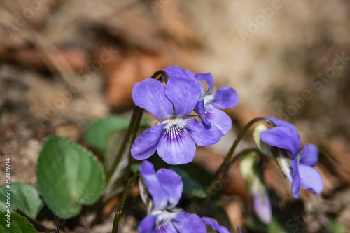 Violet Flower in Bloom in Springtime