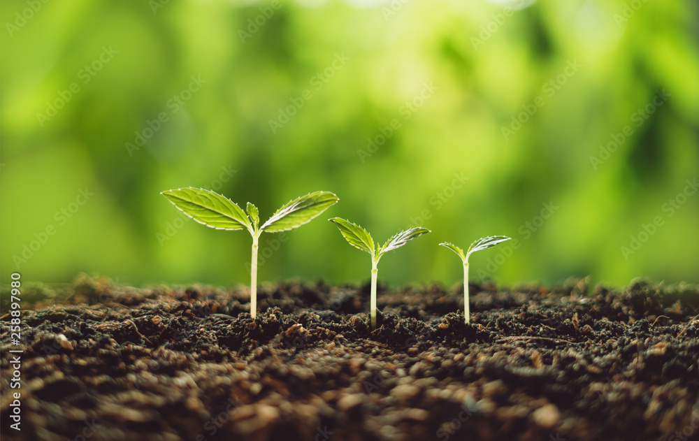 Fototapeta premium Growth Trees concept seedlings nature background Beautiful green