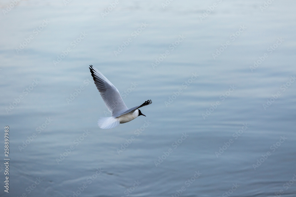 Danube Seagulls flying above river in sunset Danube Seagulls flying above river in sunset