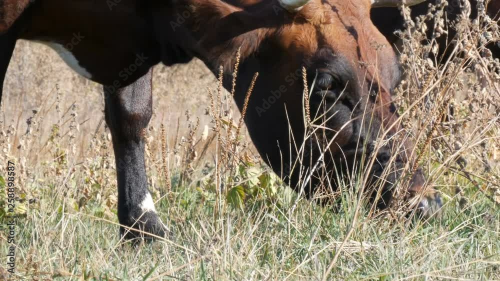 A grazes in a meadow in the deep autumn. A grazes in a meadow in the deep autumn.