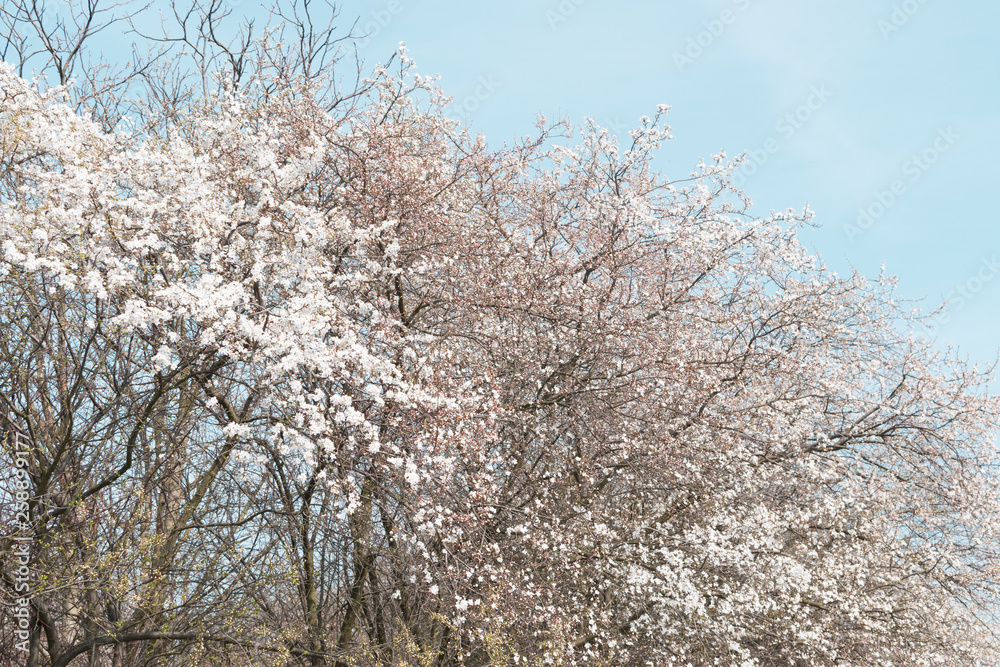 Beautiful White Cherry Flowers in Spring Garden over Nature Background