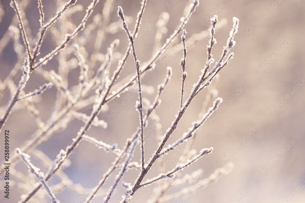 Winter branches covered with snow. Frozen tree and bush branch in winter forest. Winter forest landscape.