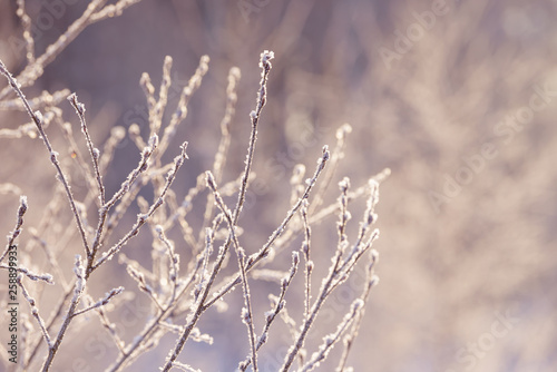 Winter branches covered with snow. Frozen tree and bush branch in winter forest. Winter forest landscape.