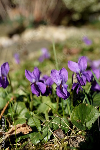 Viola odorata - spring plant  March 2019  Czech Republic  South Bohemia