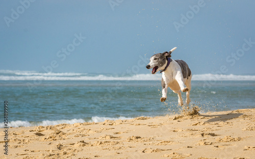happy greyhound at the beach