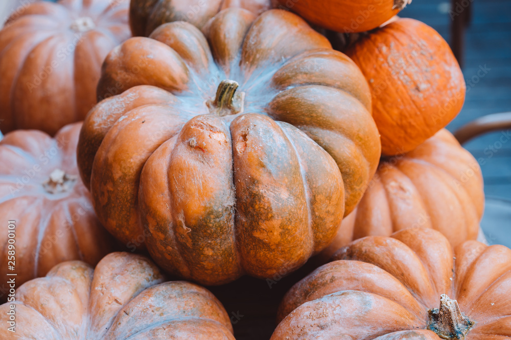 Many large orange pumpkins lie in the street . Autumn street decoration. Many large orange pumpkins lie in the street . Autumn street decoration.