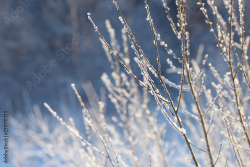 Winter branches covered with snow. Frozen tree and bush branch in winter forest. Winter forest landscape. © Сyrustr