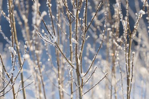 Winter branches covered with snow. Frozen tree and bush branch in winter forest. Winter forest landscape.