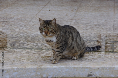 Fototapeta Naklejka Na Ścianę i Meble -  street cat