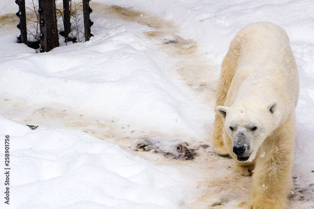 Polar bear walking in the snow