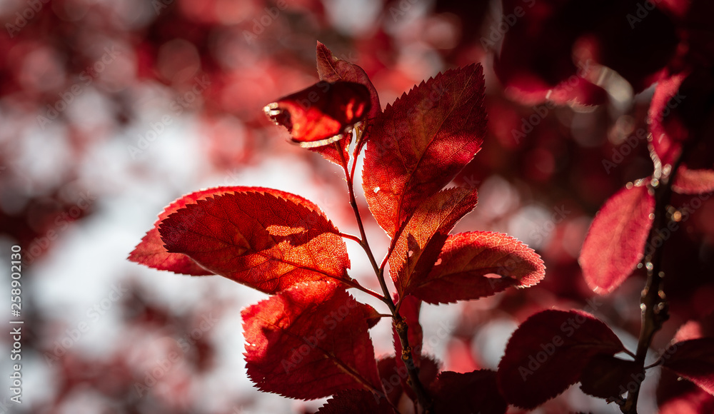 Ciliegio selvatico dalle foglie rosse Stock Photo | Adobe Stock
