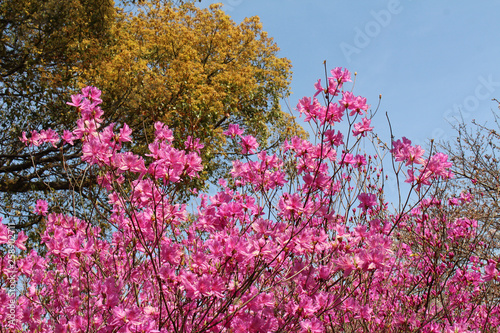 Pink sakura blooming during the start of spring season