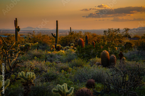 Φωτογραφία The Sonoran Desert in the southwestern United States is home to a variety of plants and cactus