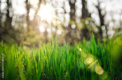 Fresh green spring grass with blurry background, bokeh and beautiful lens flare