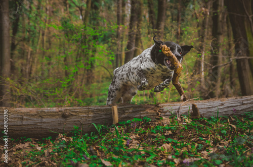German pointer dog jumping in the forest