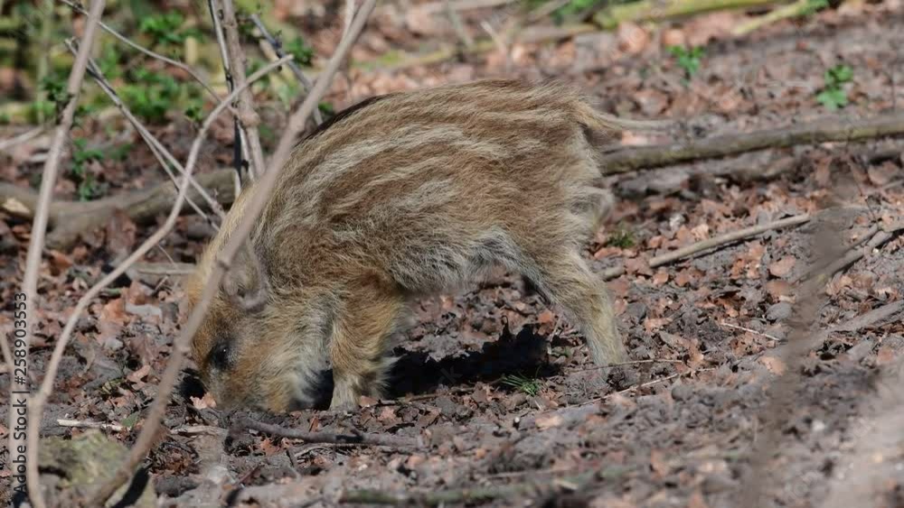 Wild boar piglets search feed on the forest floor, spring (sus scrofa), germany Wild boar piglets search feed on the forest floor, spring (sus scrofa), germany