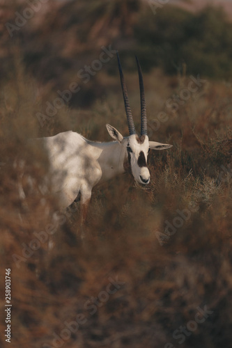 An arabinan oryx looking into camera thru the brown and green bushes on a Dubai desert safari