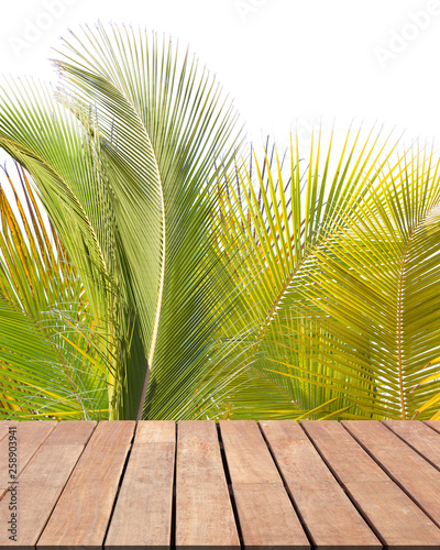 Palmes de cocotiers en bordure de terrasse, fond blanc 