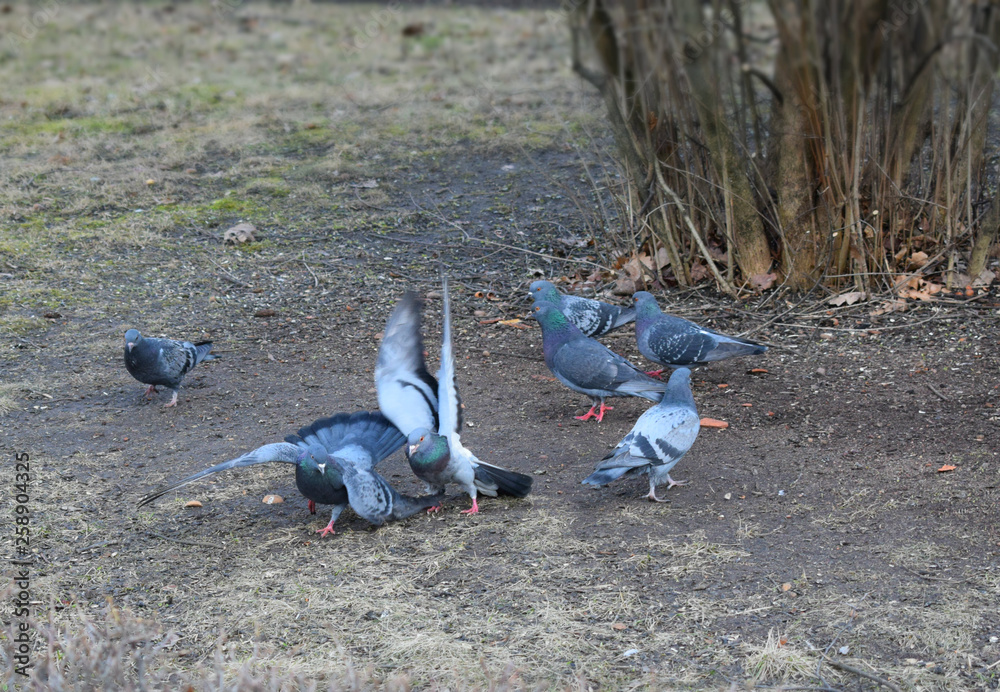 Obraz premium pigeons in park