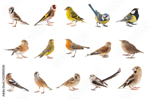 Set of small song birds isolated on white background photo