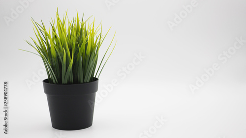 Artificial cactus plants or plastic or fake tree on white background.
