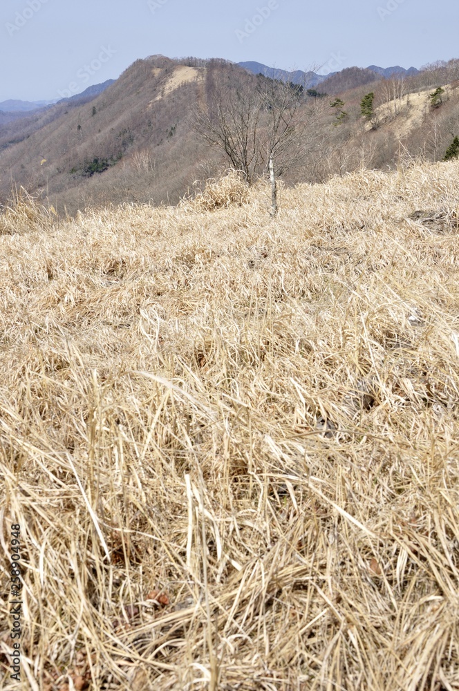 鷹ノ巣山のカヤト原より日陰名栗峰