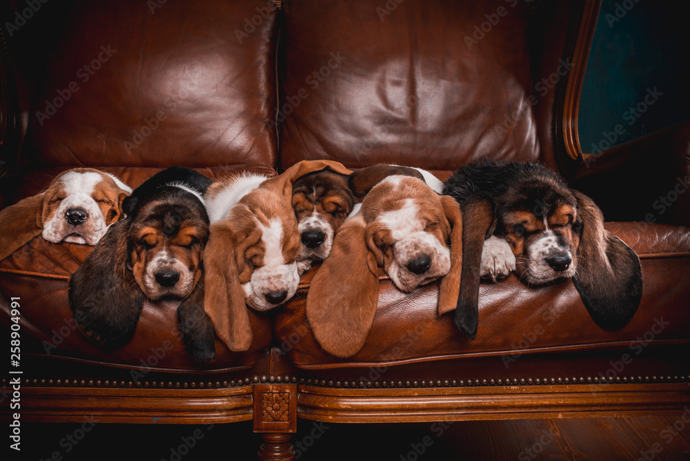 basset hound couch