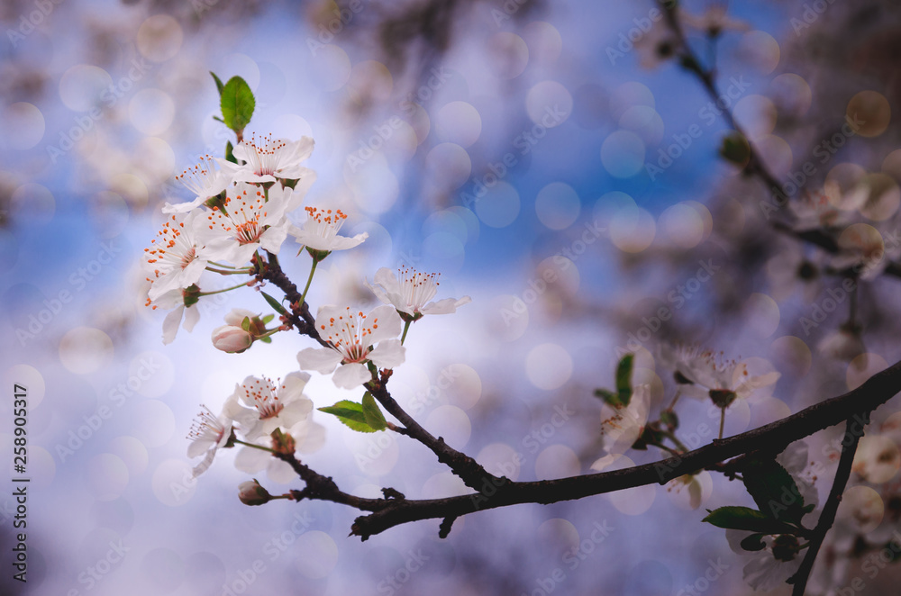 Colorful cherry tree blossom background Colorful cherry tree blossom background